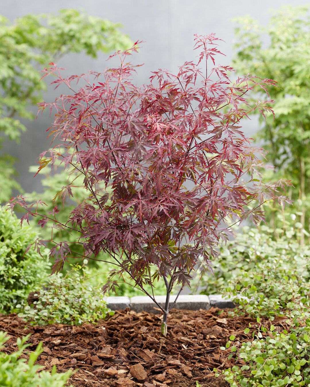 Acer Royal Garnet
