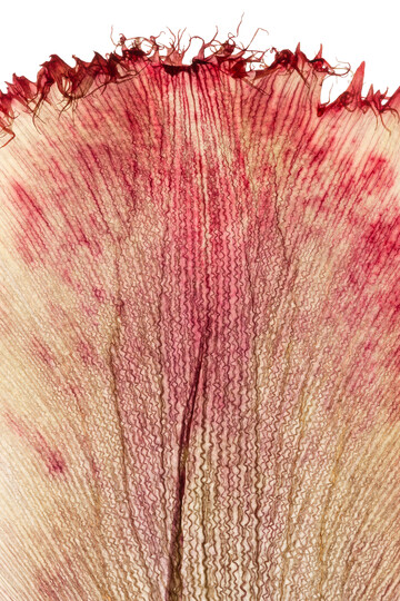 Achim Weinberg: FLAMES 2 (TULIP DETAIL) Fotografie