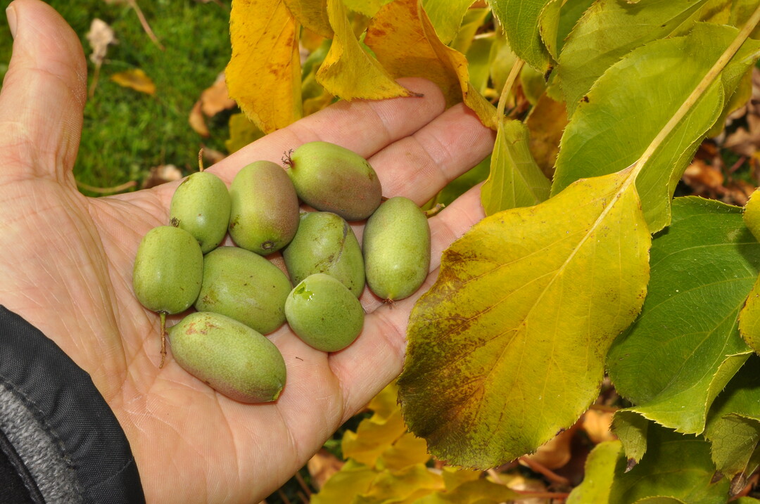   Actinidia kolomikta, die kleine Schwester der Kiwi (A. chinensis/A. deliciosa), ist eine Schlingpflanze und punktet zustzlich mit essbaren Frchten.