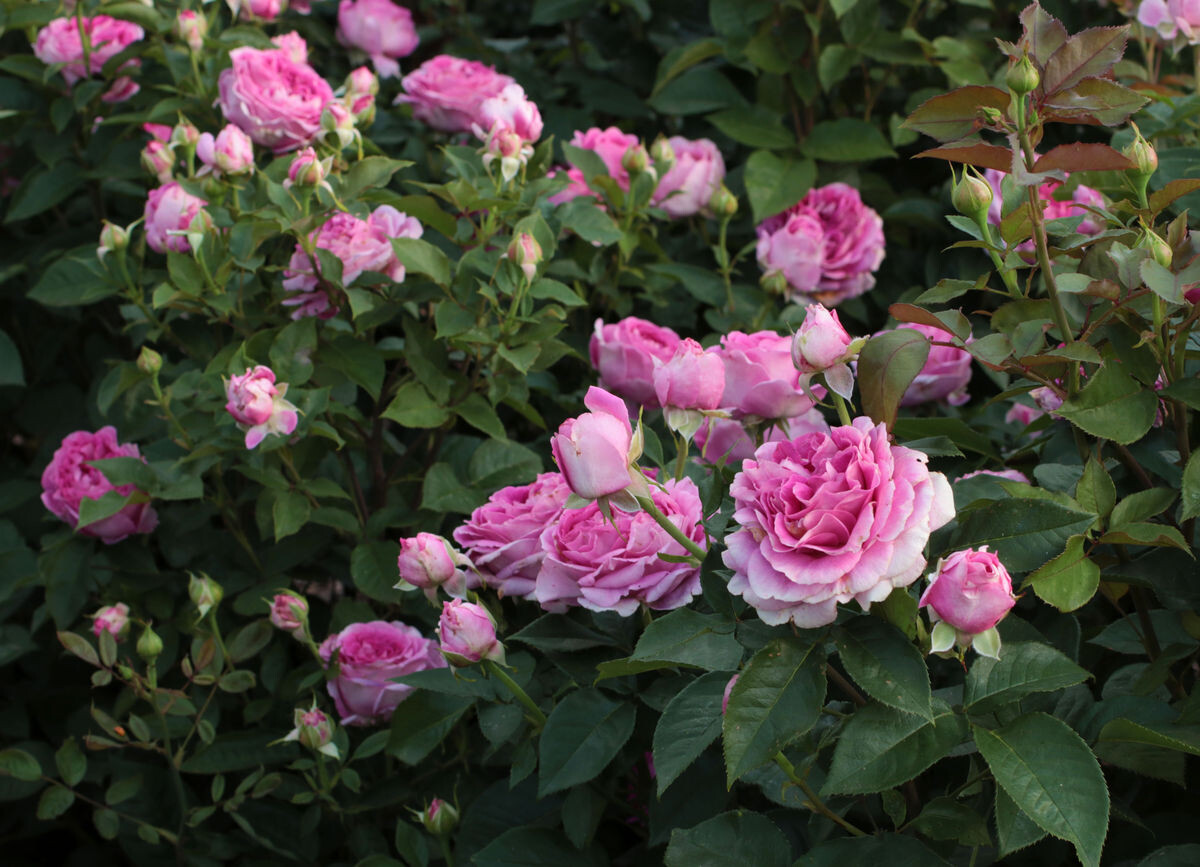 Acht neue Rosensorten erhalten ADR-Siegel - Gartenpraxis