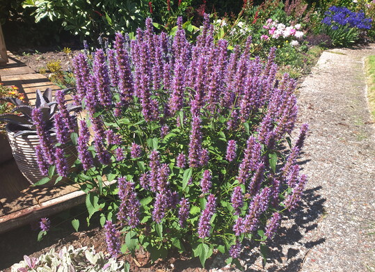 Agastache Beelicious Purple blht ppig und remontiert nach Rckschnitt im Sptsommer.