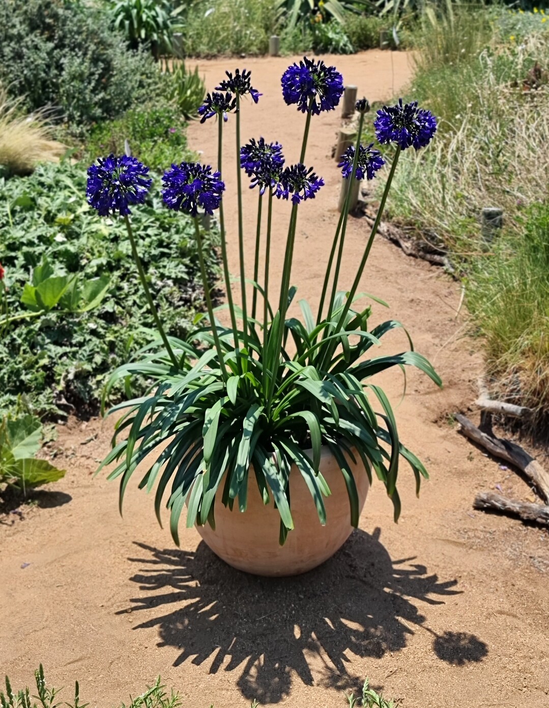 Agapanthus Midnight Sky