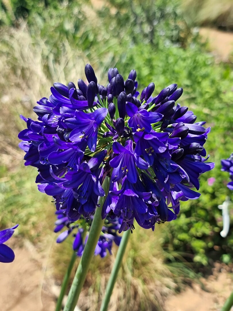 Agapanthus Midnight Sky