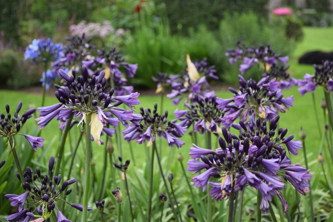 Die Fachjury ist der Meinung, dass sich die Schmucklilie Poppin Purple durch ihren intensiven Farbton gegenber anderen lilafarbenen Artgenossen durchsetzen wird. Die Schmucklilie ist eine beliebte mehrfachblhende Pflanze, die perfekt mit anderen farbenfrohen Pflanzen im Garten harmoniert. Die Schmucklinie hat eine anziehende Wirkung auf Schmetterlinge und ist bienenfreundlich.
Diese Sorte wurde von Agapanthuskwekerij, Aalter, eingereicht.
  