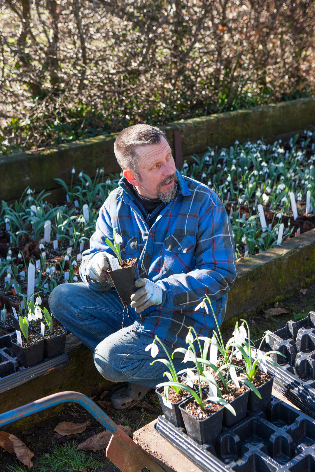 Alan Street mit Galanthus