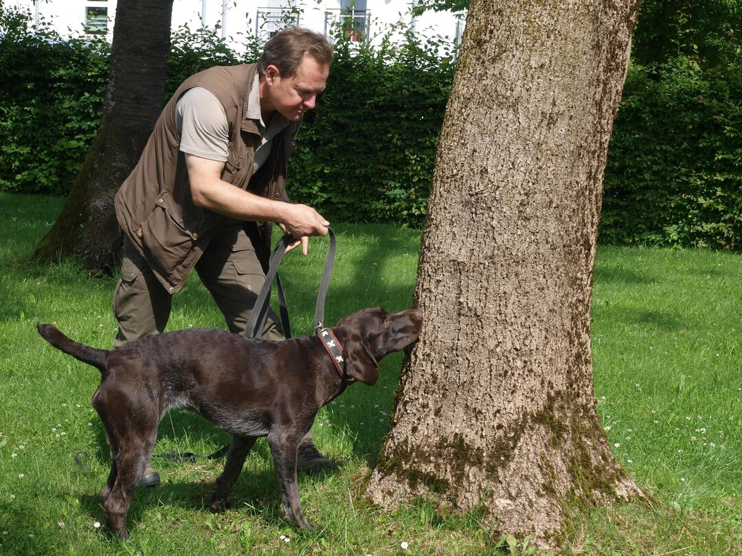 Sprhunde knnen den Befall eines Gehlzes mit dem ALB erschnffeln.