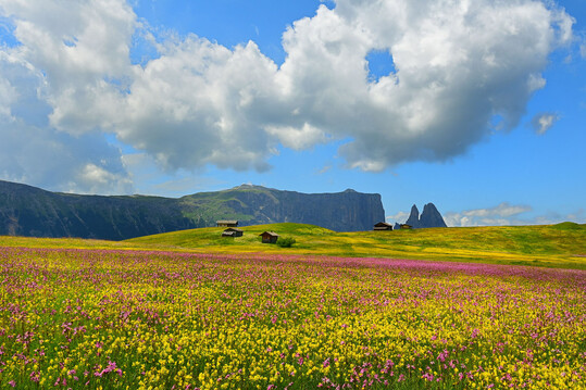 Das Foto Flower Meadows of the Plateau von Albert Ceolan siegte in der Kategorie Wildflower Landscapes. Es zeigt eine blhende Wiese auf der Seiser Alm, der grten hochalpinen Wiese Europas in den Dolomiten, Sdtirol.
