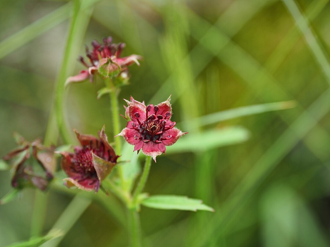 Als Blume des Jahres 2025 ist das Sumpf-Blutauge Botschafterin für den Arten- und Klimaschutz.