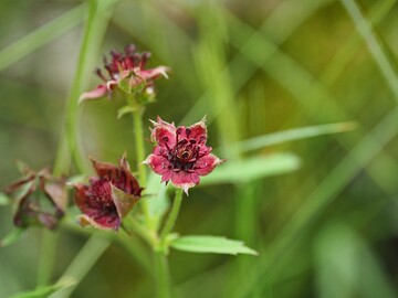 Als Blume des Jahres 2025 ist das Sumpf-Blutauge Botschafterin fr den Arten- und Klimaschutz.