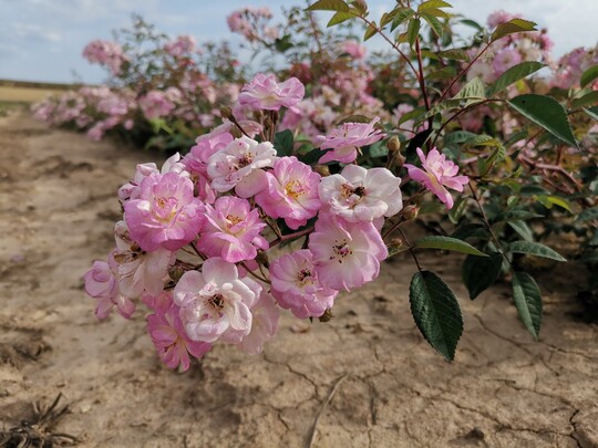     Die Strauch- oder kleine Kletterrose Anemona besitzt entzckend kleine Blten, in dichten Bltenrispen. Das zarte Ros ihrer Blten harmoniert herrlich zum dunkelgrnen Laub und den rtlichen Trieben. Je nach Witterung kann Bltenfarbe auch krftiger ausfallen. Die Moschata-Hybride blht ber den ganzen Sommer. Sie wchst mit langen berhngenden Trieben, die entweder als Strauchrose oder als kleine Ramblerrose fr Rosenbgen oder Obelisken verwendet werden kann. Hhe bis 2,5 m.