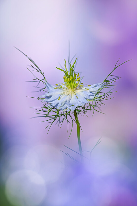 Das Siegerfoto von Angi Wallace in der Kategorie The Beauty of the Plants heit Ethereal Nigella und visualisiert die schwebende Schnheit einer Nigella-Blte, umgeben von Licht und luftigem Bokeh. Das Bild ist aus 43 Fotos zusammengesetzt, um die Details mit einem vertrumten Hintergrund zu kombinieren.