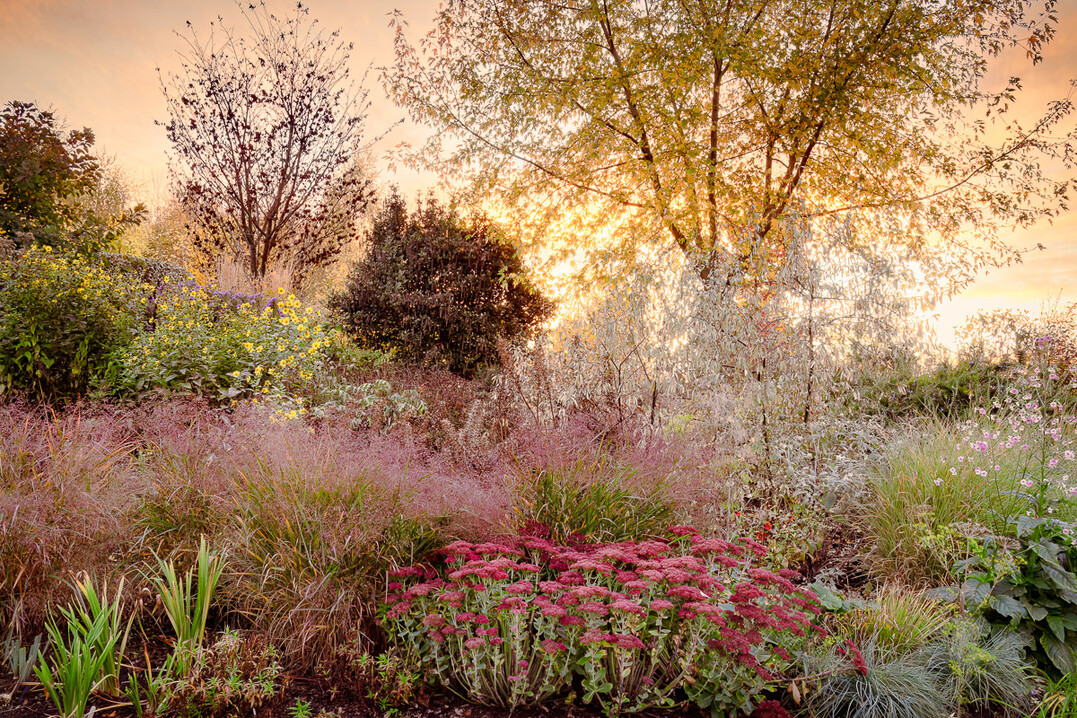 In der Kategorie Beautiful Gardens war das Foto Autumn Sunset von Annie Green-Armytage erstplatziert, das einen wundervollen Herbstaspekt in einem Hausgarten in Suffolk zeigt.