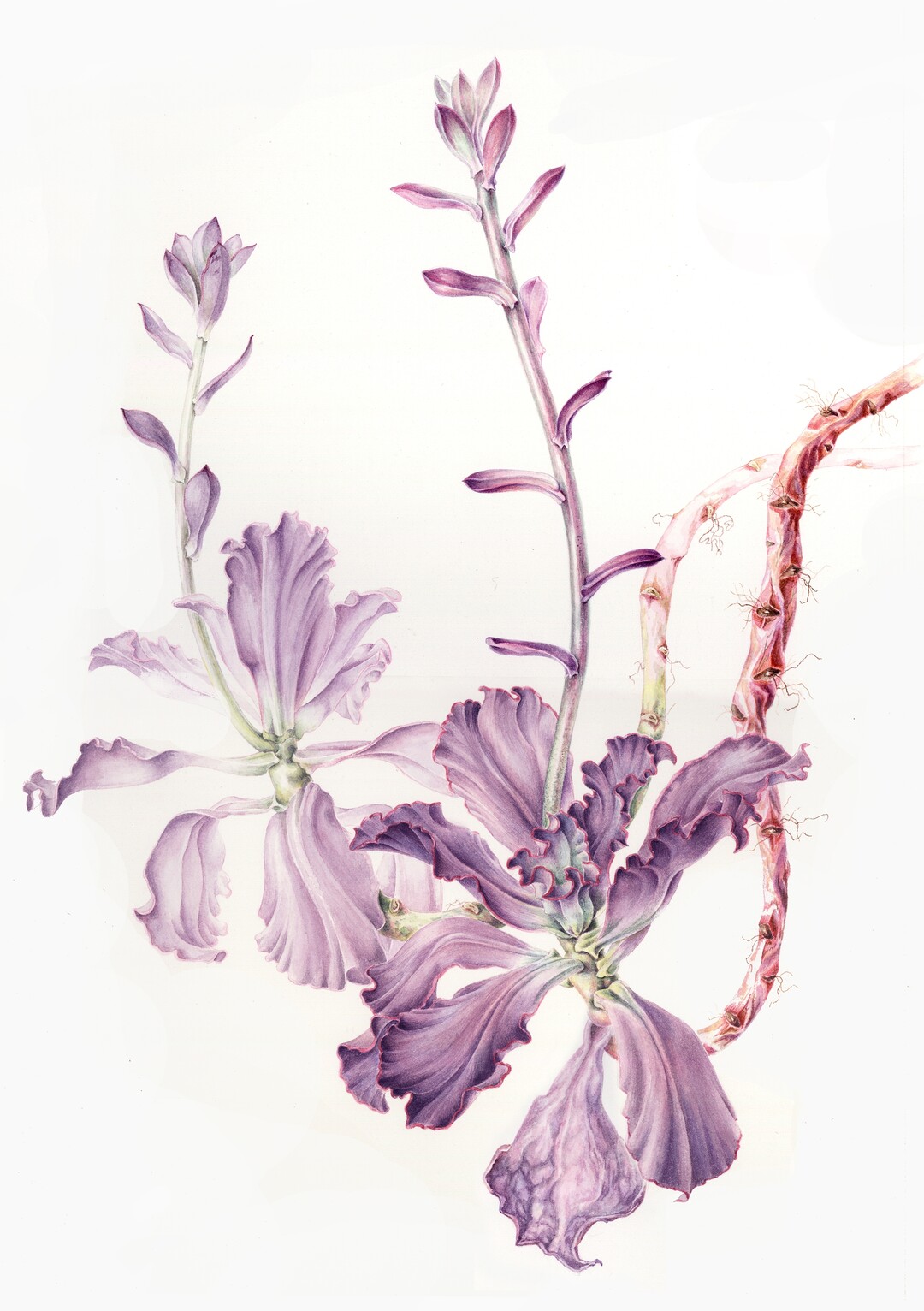 Annie Patterson, Echeveria (Aquarell)
