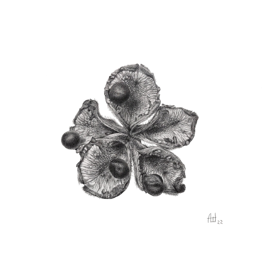 Antonina Shesteriakova: Seed pod of Paeonia suffruticosa - Bleistiftzeichnung