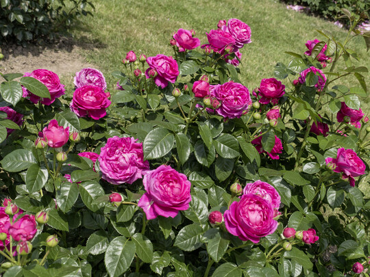     Anuschka, Edelrose von Rosen Tantau: Im Juni 2019 trat die Nostalgie Edelrose Anuschka im Neuheitenwettbewerb von Baden-Baden an, einem der bedeutendsten Rosenwettbewerbe weltweit. Drei Preisgerichte hatten 135 Sorten von 34 Rosenzchtern aus aller Welt zu bewerten. Anuschkas strahlend schne Blten und ihr auffallend gesundes glnzendes Laub haben alle Jurymitglieder begeistert. Daraufhin wurde Anuschka zur Schnheitsknigin der besten Rosenzchtungen gekrt und mit der Goldenen Rose von Baden-Baden 2019 ausgezeichnet!     
