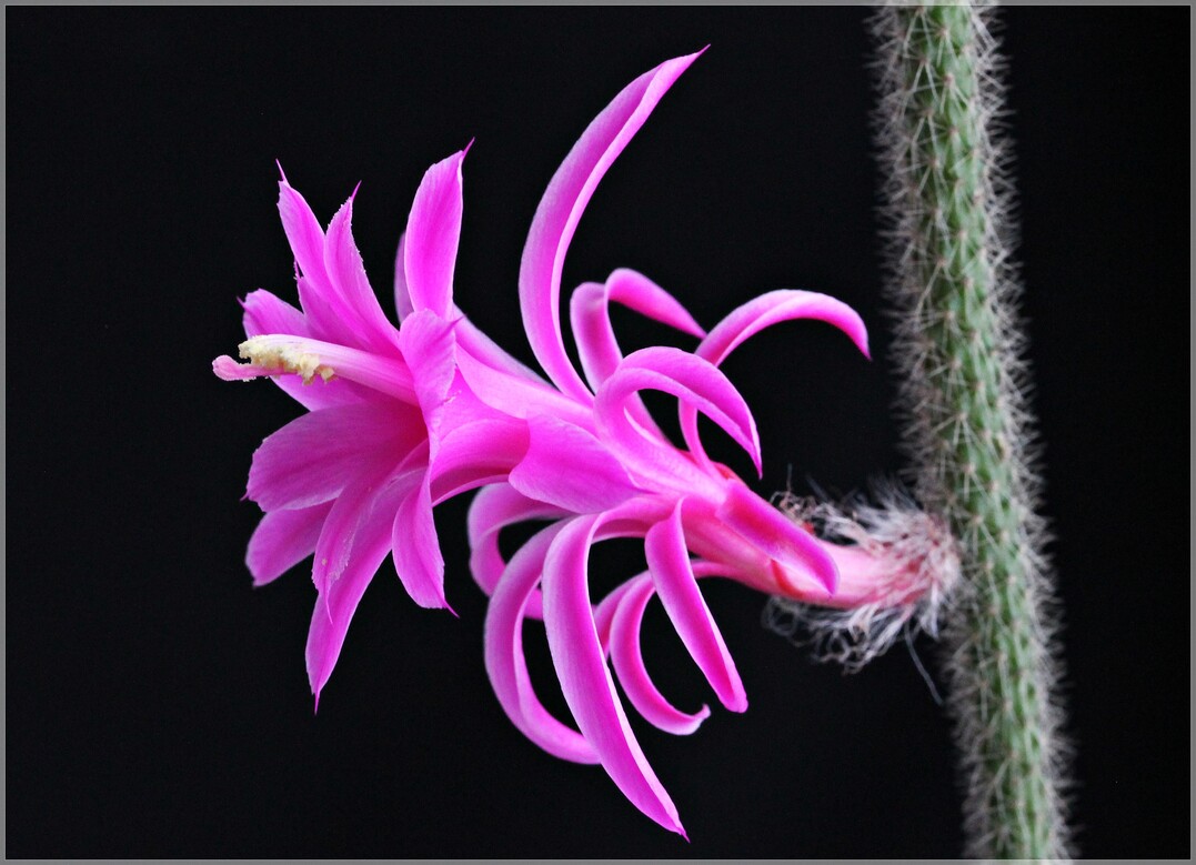 Aporocactus flagelliformi: Kaktus des Jahres 2024