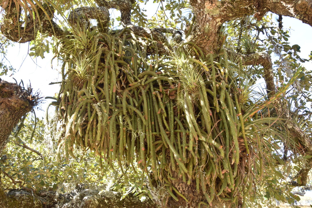 Aporocactus flagelliformis in Mexiko
