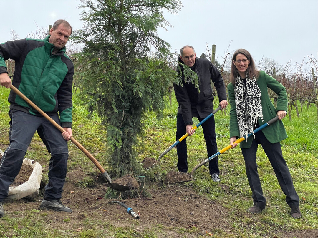 Rckkehr des Kstenmammutbaums in den Arenenberger Park.Als Symbol fr die grenzberschreitende Kooperation hat Mainau-Geschftsfhrerin Bettina Grfin Bernadotte zusammen mit Mainau-Gartendirektor Markus Zeiler dem Arenenberg einen Kstenmammutbaum (Sequoia sempervirens) bergeben. Diesen pflanzten sie am 5. Dezember 2022, gemeinsam mit Daniel Brogle, Leiter Arenenberger Grten.