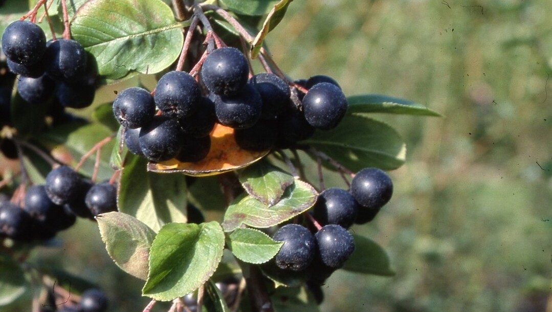Schmackhafte, vitaminreiche Früchte liefert die Schwarze Apfelbeere (Aronia), aber auch die Blütendolden im Mai sind bei Insekten sehr beliebt.