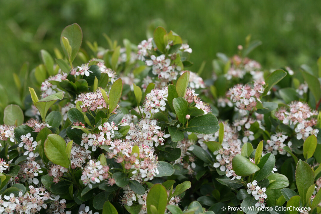 Aronia melanocarpa "Revontuli Mound", kompakt für urbane Gärten, Balkon und Terrasse