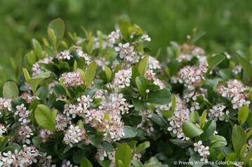 Aronia melanocarpa "Revontuli Mound", kompakt fr urbane Grten, Balkon und Terrasse