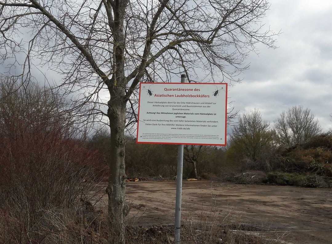 Quarantänezone des Asiatischen Laubholzbockkäfers ALB: Zur Förderung der Pflanzengesundheit sollen die Bürger ihr Schnittgut auf den ausgewiesenen Sammelstellen entsorgen.