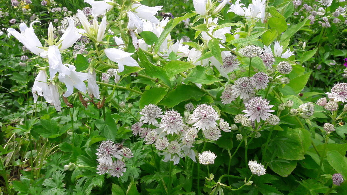 Astrantien Gartenpraxis