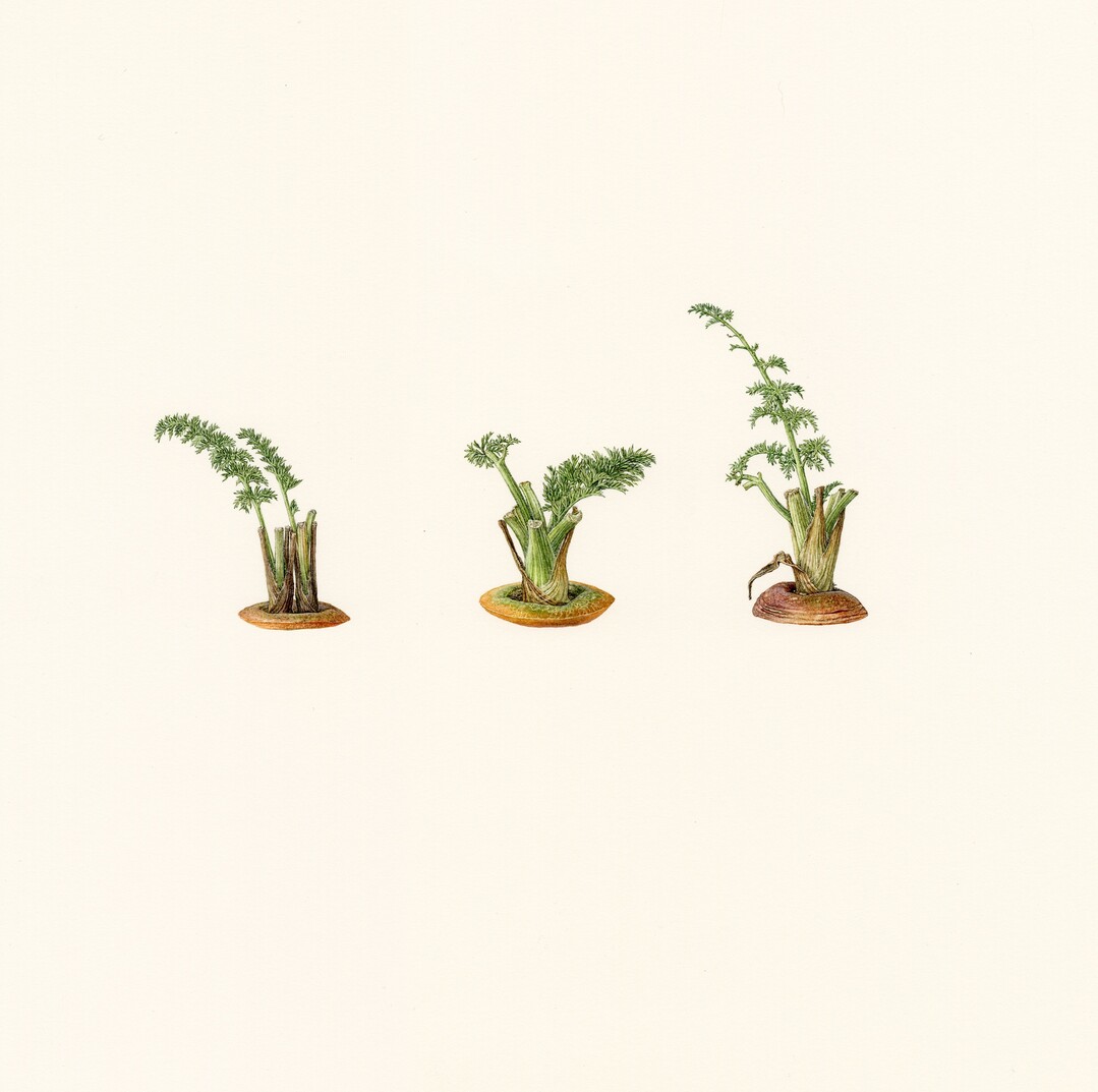 Asuka Hishiki - Three carot tops - Aquarell
