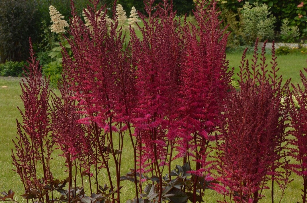Astilbe "Chocolate Cherry" (MIGHTY) wurde als beste Novität in Boskoop ausgezeichnet