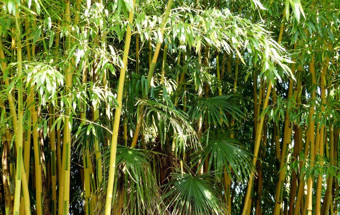 Ohne Eingrenzung breitet sich Phyllostachys vivax ’Huangwenzhu inversa’ hainartig aus.