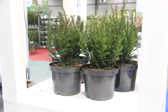 Diese Sorte wurde bei die Messe Groot Groen Plus ausgezeichnet und nominiert fr die Florall Awards. Es ist ein sehr kompakter, von Herplant selbst selektierter Taxus mit aufrechtem Wuchs und feinen, dunkelgrnen Nadeln. Die Pflanze eignet sich sehr gut fr niedrige Pflanzungen oder niedrige Hecken und bentigt nur sehr wenig Pflege.
Als zustzlichen Pluspunkt sieht die Jury, dass es sich um ein heimische Sorte handelt, die auch Trockenheit gut berstehen kann.www.herplant.be