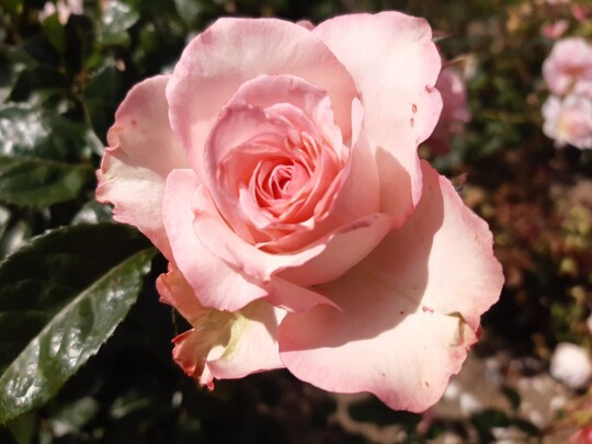 Baron Jo de Dorlodot" (Lens Roses 2023) VEL19tpole: Eine groblumige Teehybride (80 bis 100 cm hoch) mit klassisch geformten Blten, die auen hellrosa und in der Mitte rosa sind. Der Duft ist intensiv. Sie blht wiederholt whrend der ganzen Saison. Die Habitus ist aufrecht und sie hat ein krftiges, dunkelgrnes und glnzendes Blatt. Die Zweige haben fast keine Stacheln.
