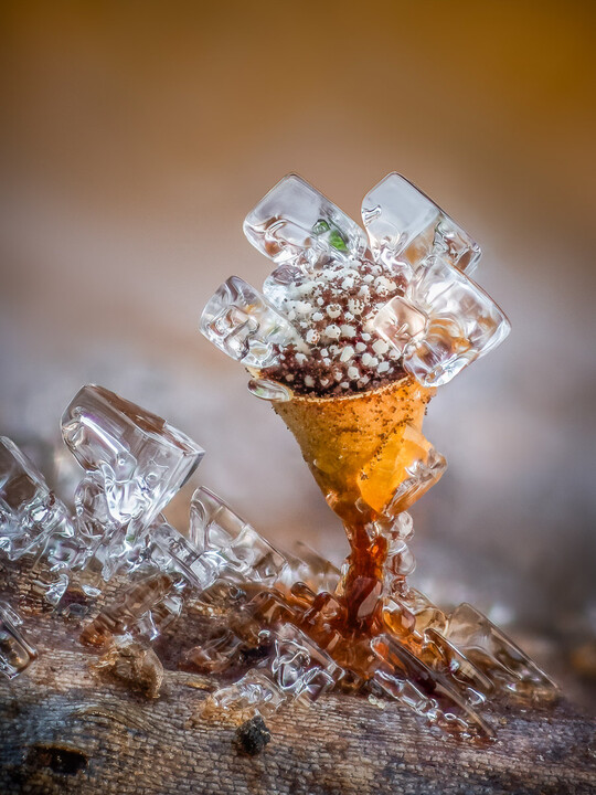 Mit Icy Craterium kam Barry Webb auf den ersten Platz in der Kategorie The World of Fungi. Den 1 mm groen Schleimpilz Craterium minutum fotografierte Webb auf verrottender Vegetation am Rande eines Komposthaufens in seinem Garten nach starkem Frost.