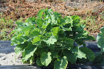  Baumkohl Daubenton"s Green - eine Neuheit bei www.lubera.com