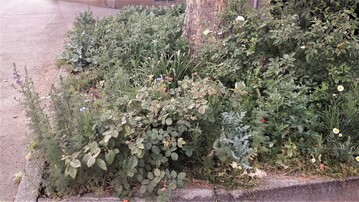 ber dieser artenreich bepflanzten Baumscheibe erhebt sich die hohe Krone eines Japanischen Schnurbaums - mitten im versiegelten Stadtgebiet.