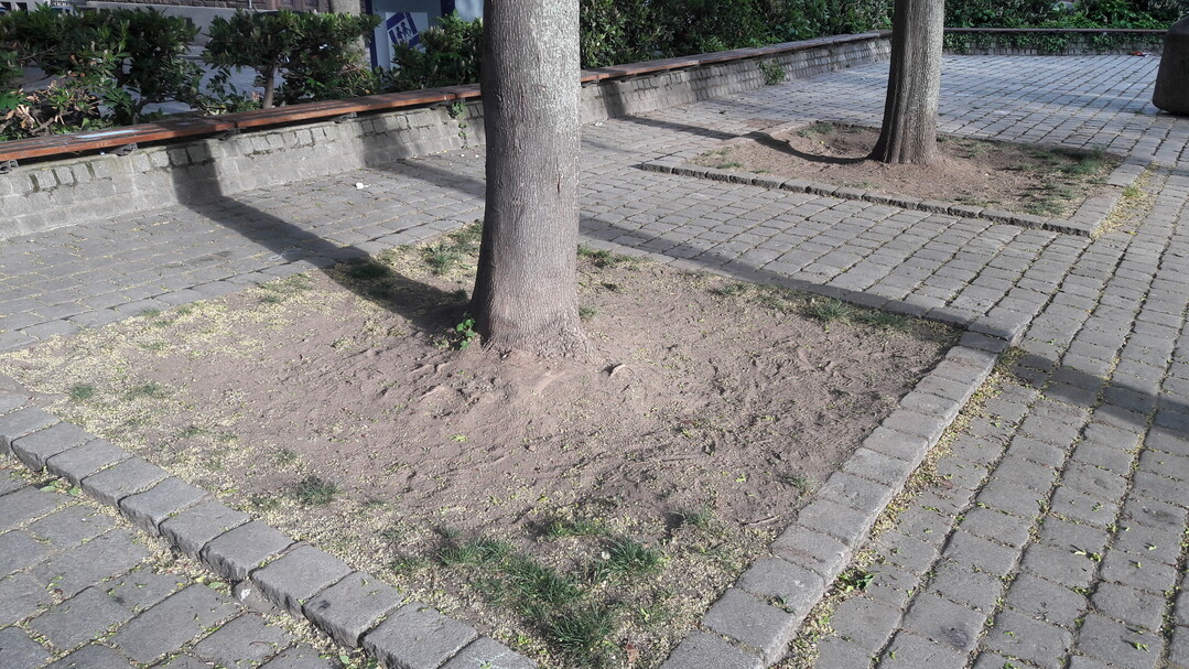 Viele Baumscheiben in der Stadt sind gar nicht bepflanzt.