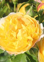 Rosa Belle de Jour mit gelb gefüllten Blüten