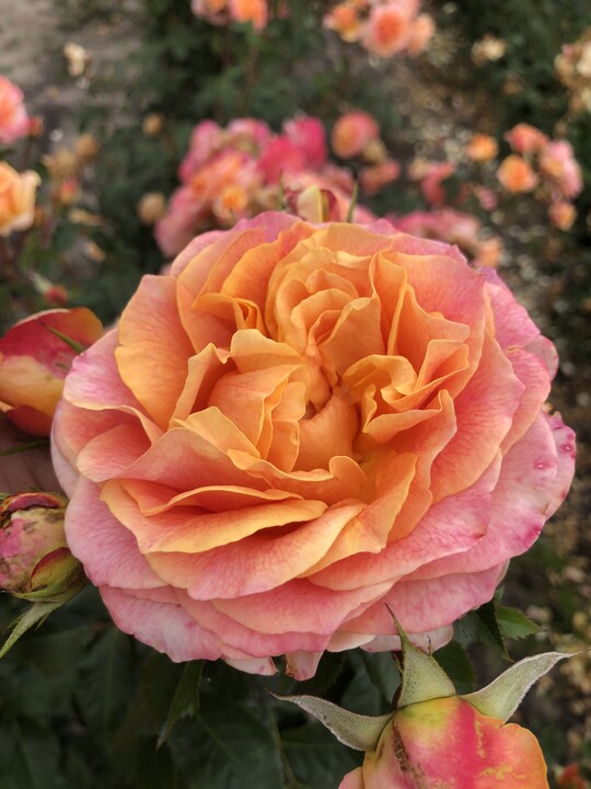   Better Times (Kordes Rosen)

ist eine krftig aufrecht wachsende Edelrose mit elegant geformten Blten in kleinen Dolden und gesunder Belaubung. Die groen, dicht gefllten Blten zeigen ein lebhaftes Farbspiel zwischen zartem Gelb, knalligem Orange und Rosa. Ihre festen Petalen machen sie gut geeignet fr den Vasenschnitt.
