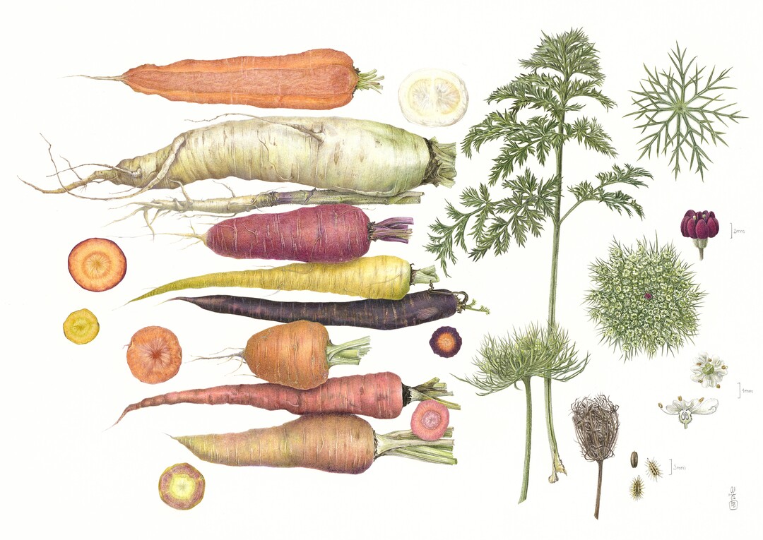 Bettina Bücker - Daucus carota - Gartenmöhren <br>