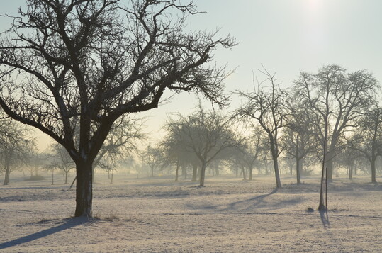 Streuobstwiese im Winter