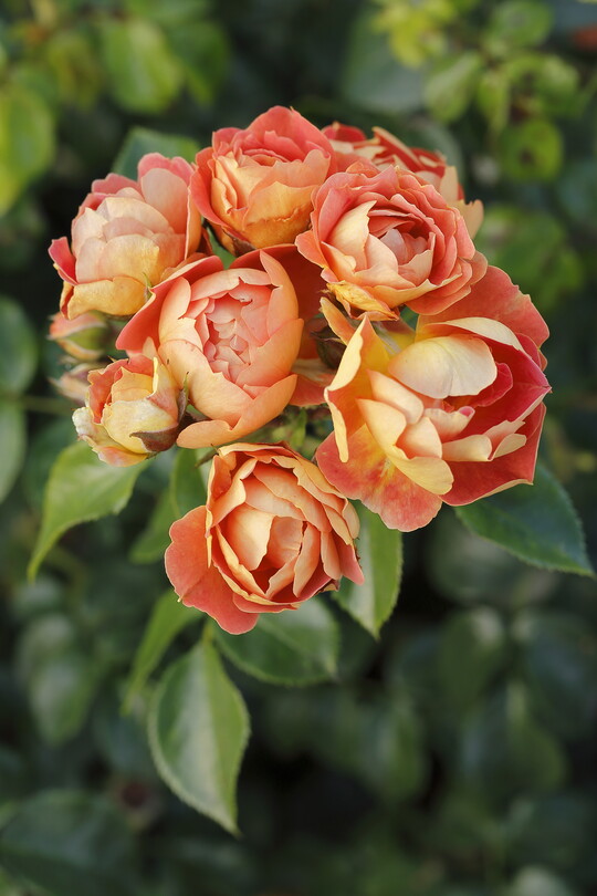 Bienenweide mango, Kleinstrauchrose von Rosen Tantau: Eine neue Bienenweide-Rose lsst unser Sortiment insektenfreundlicher Rosen noch attraktiver werden. Etwas ganz Besonderes ist ihre langanhaltend geschlossene Bltenform. Durch sie bleibt die leuchtend gelbe Rckseite der Bltenbltter lange sichtbar. Erst allmhlich entfalten sich die Blten und legen den Blick auf die orangefarbenen Innenseiten der Petalen frei: Ein zauberhaftes Farbschauspiel und obendrein eine Festtafel fr Bienen!   