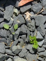 Und es grünt dennoch: Fallen organisches Material, wie Samen und Blätter, zwischen Steine und Splitt, bildet sich eine Humusschicht. Auf dieser siedeln sich Unkräuter an, die ungehindert wachsen können.