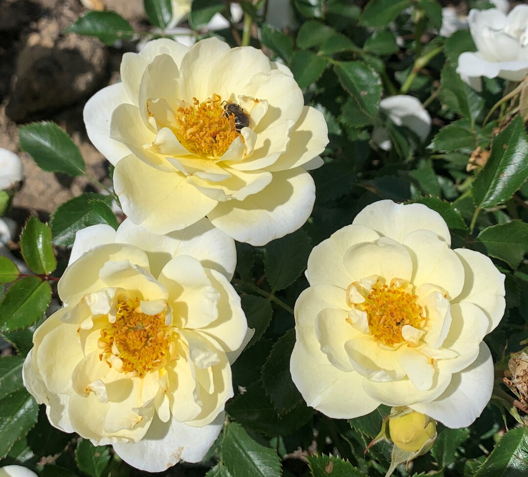 Mit einer Goldmedaille ausgezeichnet: Die Rosensorte Bienenweide Ivory von Rosen Tantau