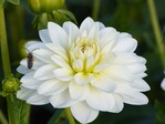 Die Seerosendahlie ‘White Onesta‘ der Gärtnerei Wagschal.