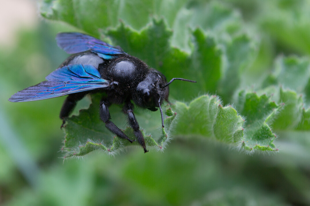 Die Blaue Holzbiene ist die Wildbiene des Jahres 2024.
