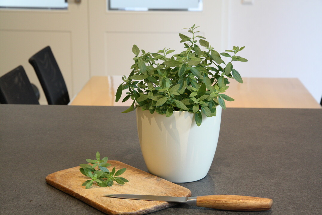 Bio-Mexikanischer Oregano, Poliomintha longiflora