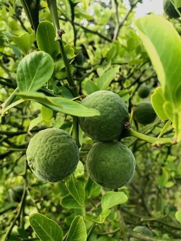Bio-winterharte Bitter-Orange, Citrus trifoliata Syn. Poncirus trifoliata
