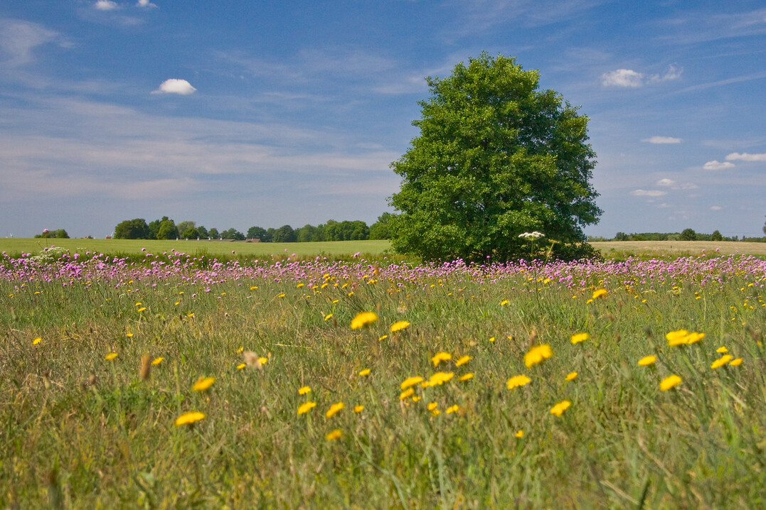 Bluetenreiche Magerrasen sind ein Schlaraffenland fr Insekten und eine Augenweide fr uns Menschen.