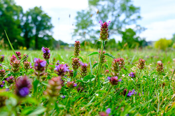 Whrend der langen Bltezeit von Juni bis Oktober bietet die Braunelle Nahrung fr Hummeln, Wildbienen und Schmetterlinge.