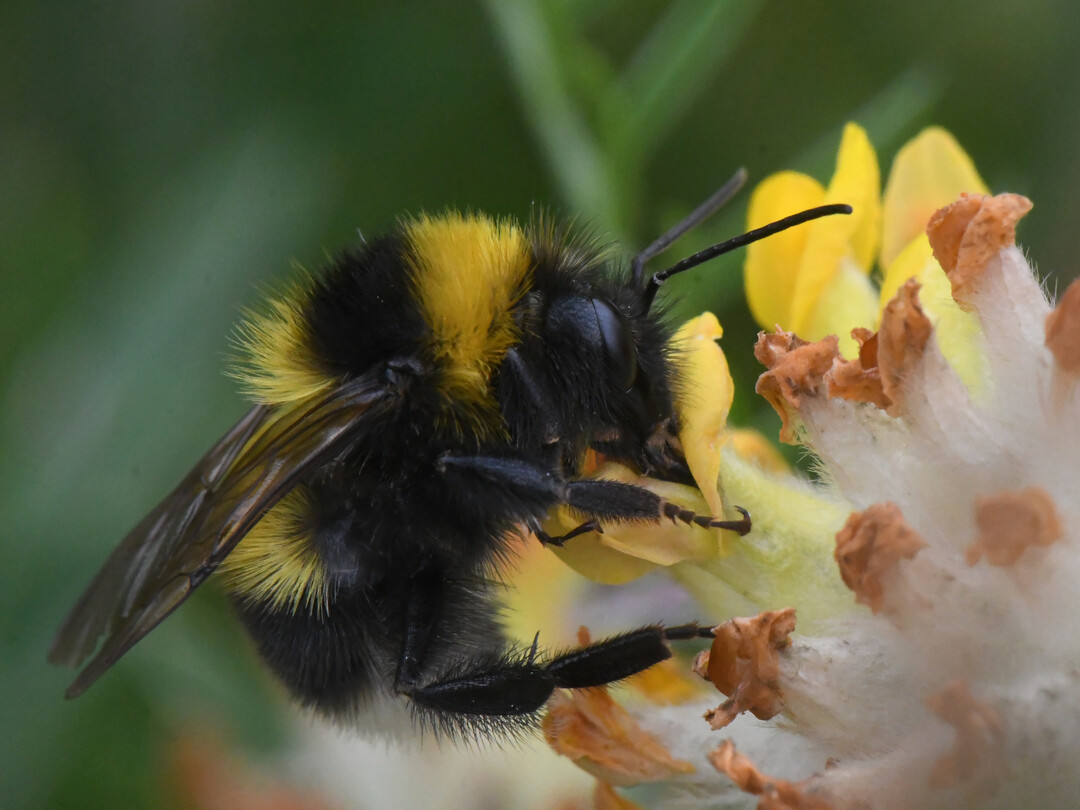Bombus hortorum, die Gartenhummel, ist zum Gartentier des Jahres 2023 gewählt worden.